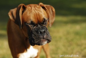 Spring Pet Allergies: Expert Tips to Keep Your Furry Friend Comfortable