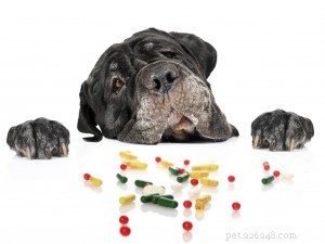 Advances in Veterinary Medicine: How Modern Medications Are Transforming Pet Health