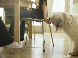Understanding Pet Obesity: Its Impact on Your Dog or Cat s Skin Health