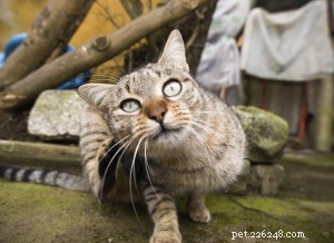 Pet Dermatology: Debunking Common Myths & Old Wives  Tales