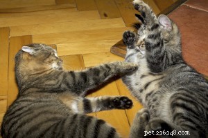 Pet Paw Care: Spotting and Solving Common Problems