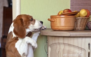 Plan a Pet-Friendly Holiday: Expert Tips for Safe, Festive Celebrations