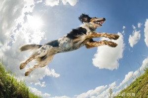 Essential Guide for Pet Owners: Understanding and Managing Skin Cancer in Pets