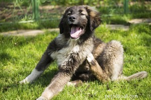 Understanding Ectoparasites: Fleas, Mites, and Lice Affecting Your Pets
