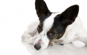 Expert Guide to Diagnosing and Treating Skin Infections in Pets