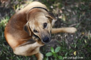 Pet Allergy Basics: A Comprehensive Owner’s Guide