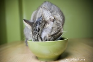 Debunking Common Pet Myths: What Science Really Says