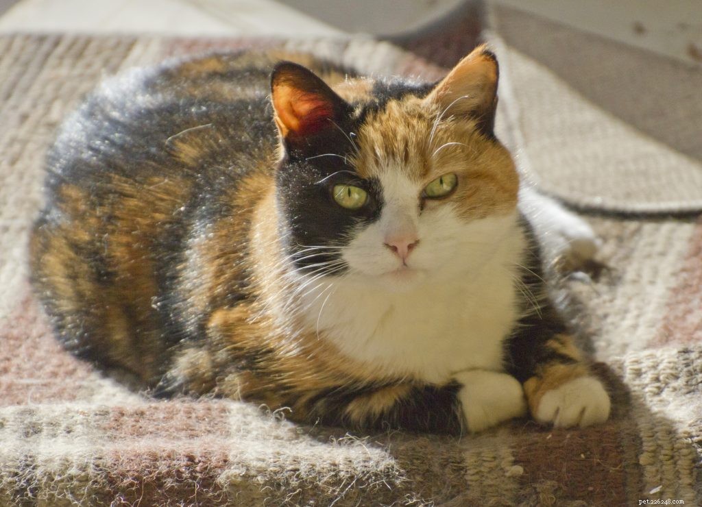 Relieve Your Pet’s Winter Itch: Proven Strategies for Allergy Relief