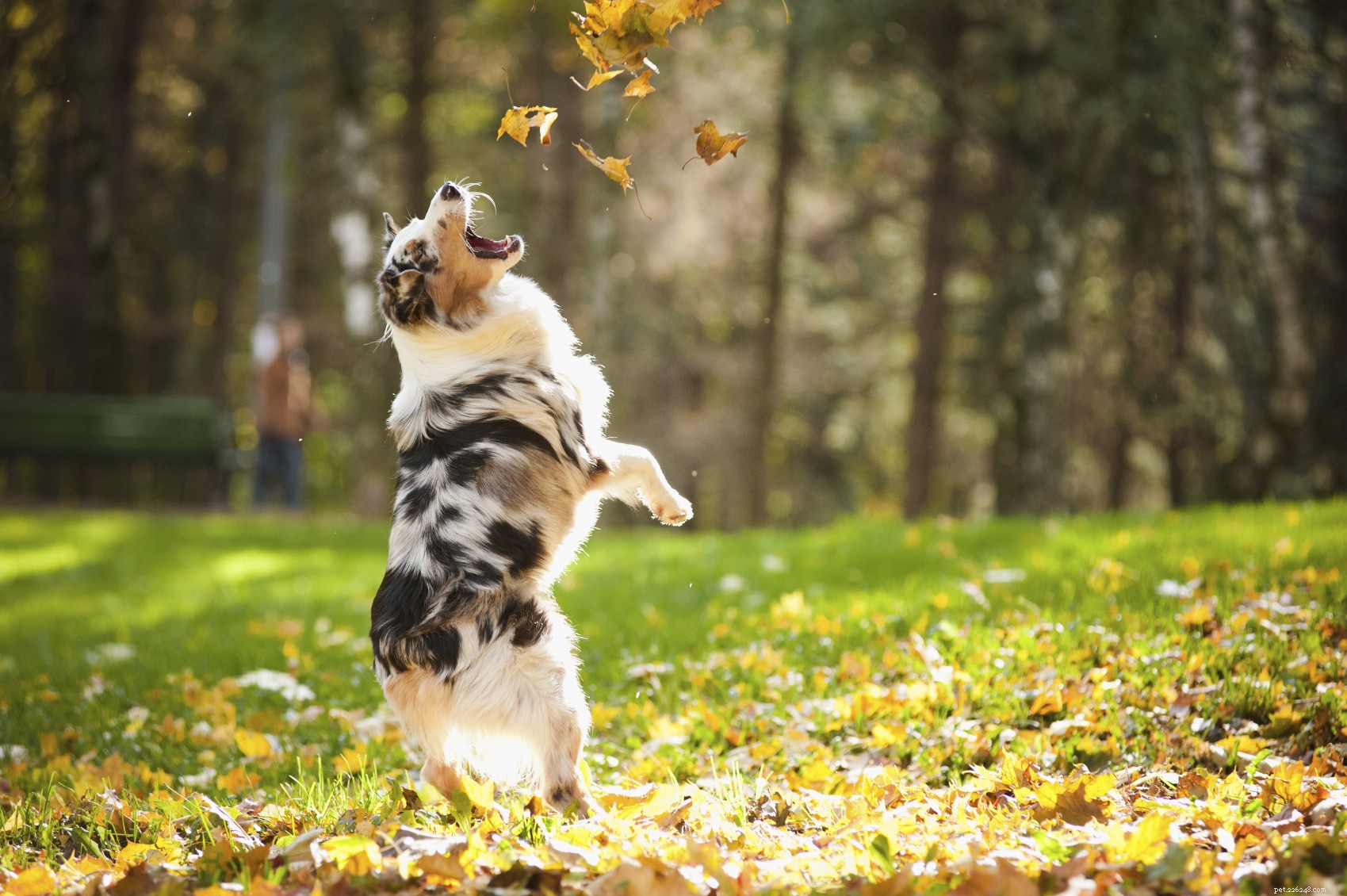 Happy New Year: Explore Our Top 5 Pet Skin Health Blogs of 2016