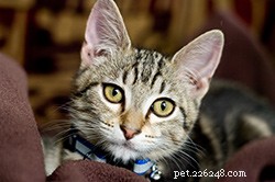 Happy New Year: Explore Our Top 5 Pet Skin Health Blogs of 2016