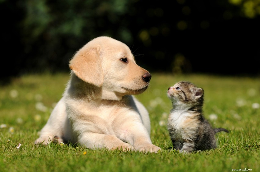 Happy New Year: Explore Our Top 5 Pet Skin Health Blogs of 2016