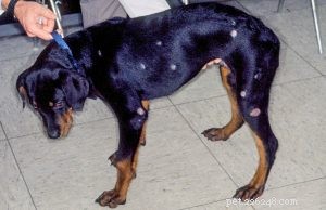 How to Safely Treat Ringworm & Fungal Infections in Pets