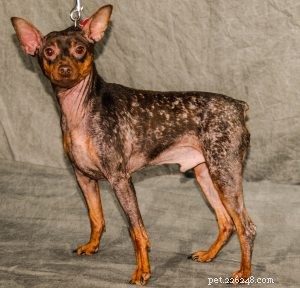 How to Safely Treat Ringworm & Fungal Infections in Pets