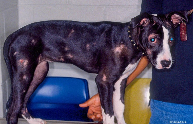 How to Safely Treat Ringworm & Fungal Infections in Pets