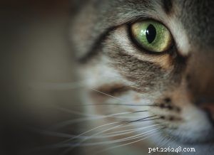 Understanding Cat Acne: Causes, Symptoms, and Treatment