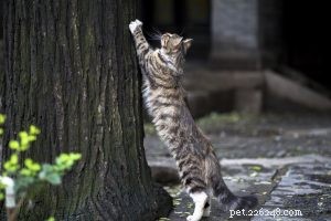 How Your Pet’s Skin Protects Its Health: The Critical Role of Skin in the Immune System