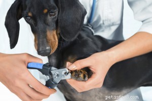 Essential Pet Bathing Guide: Do’s, Don’ts & Health Tips