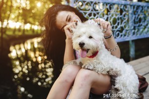 Common Causes of Itchy Skin in Dogs: What You Need to Know
