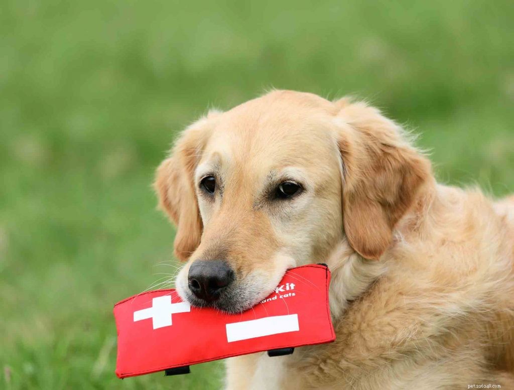 Essential Guide to Assembling a Comprehensive Pet First Aid Kit