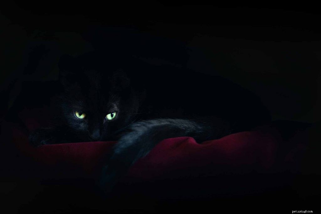 Protecting Black Cats: A Responsible Guide for Halloween Safety