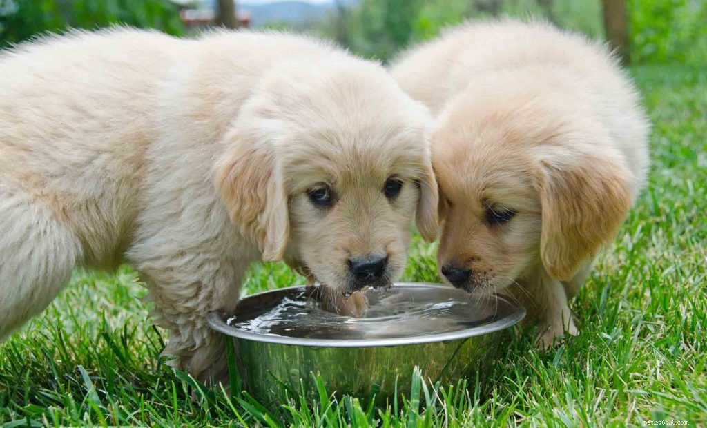 Preventing Pet Dehydration: How to Ensure Your Furry Companion Stays Hydrated