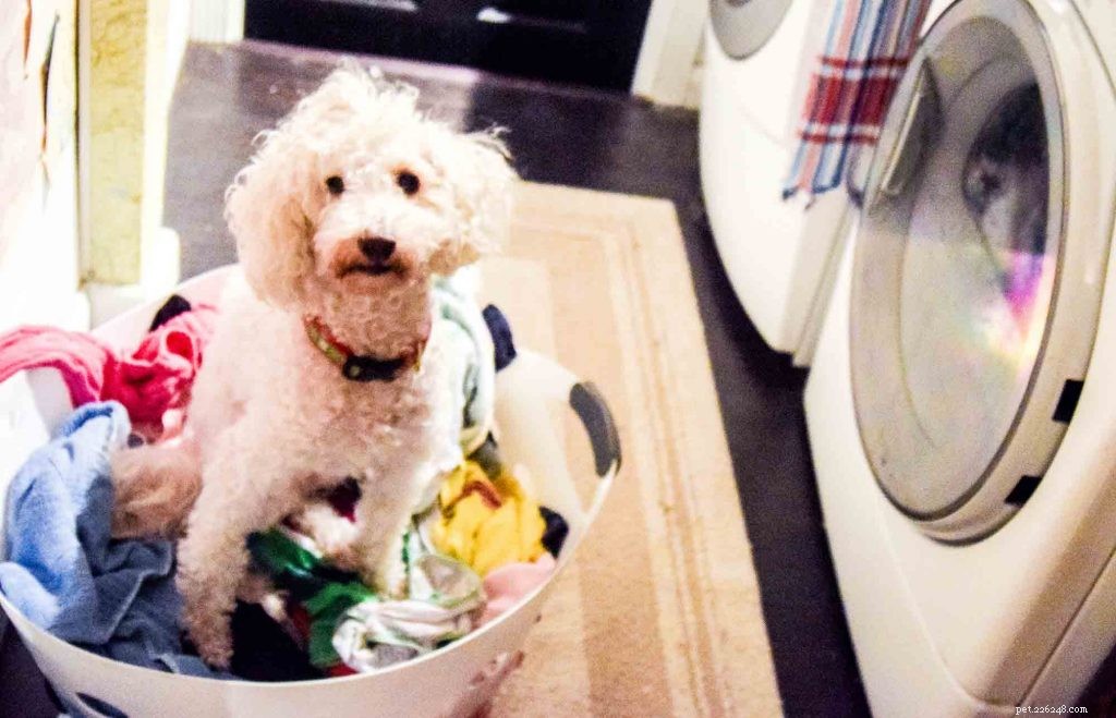 Spring Pet Safety Guide: Protect Your Furry Friends with Practical Tips