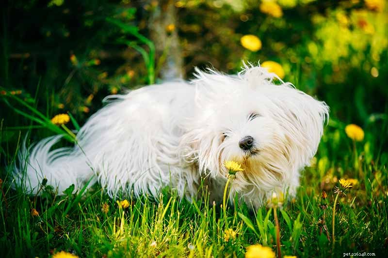 Ensuring Your Pet’s Safety in the Backyard