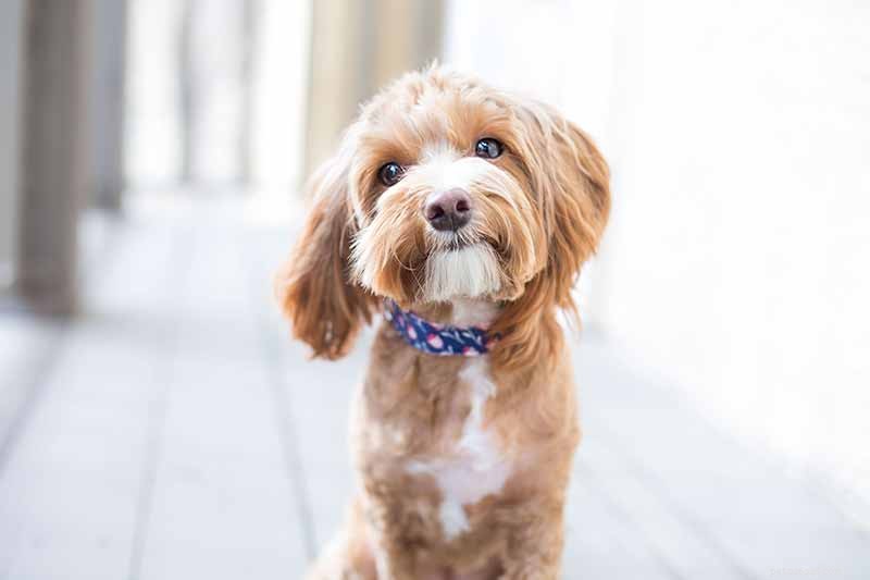 Should You Neuter Your Pet? Expert Insights on Timing and Benefits