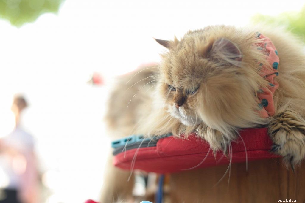 Build a Catio: The Ultimate Guide to Creating a Safe Outdoor Space for Your Cat