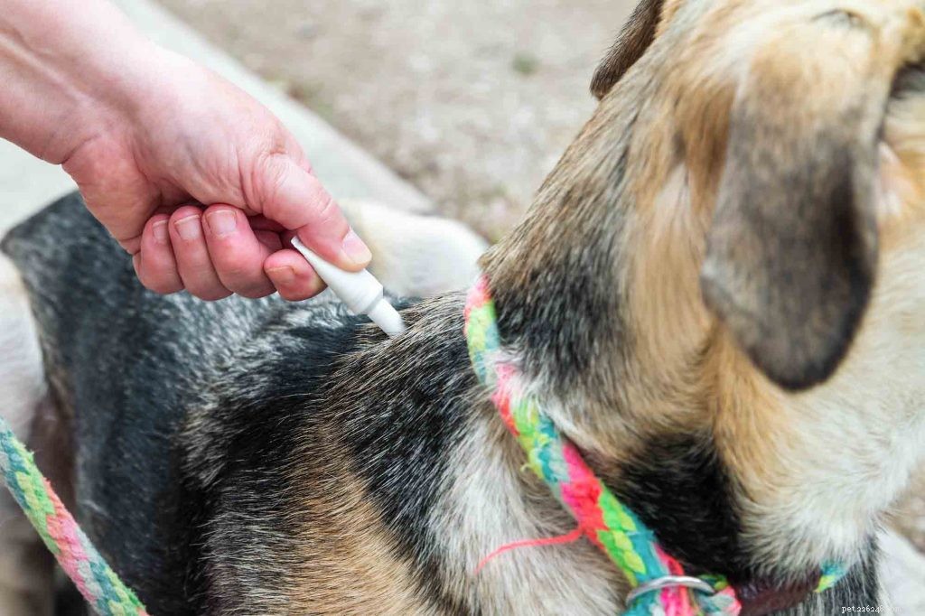 Effective Flea Prevention: Proven Treatments & How They Protect Your Pets