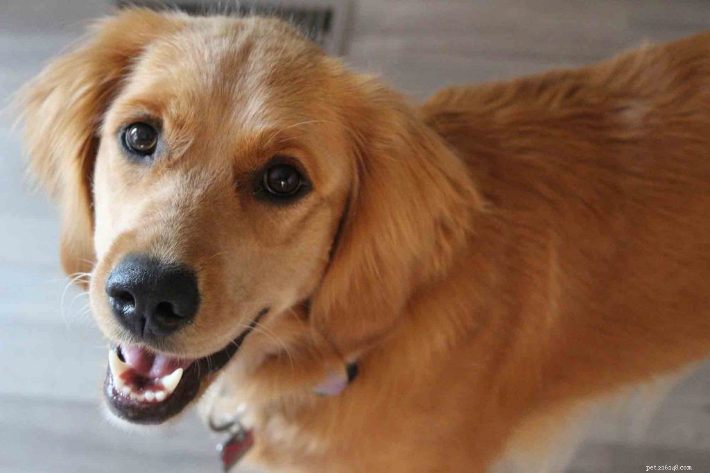Hormonal & Immune Skin Disorders in Pets: Causes, Diagnosis & Effective Treatments