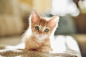Top 5 Most Popular Pet Care Blogs of 2017 – Highlights from Animal Skin & Allergy Clinic