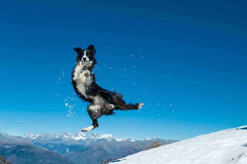 Stay Warm: Expert Winter Pet Safety Tips for Your Furry Friends