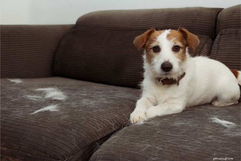 Managing Excessive Pet Shedding: Causes and Solutions