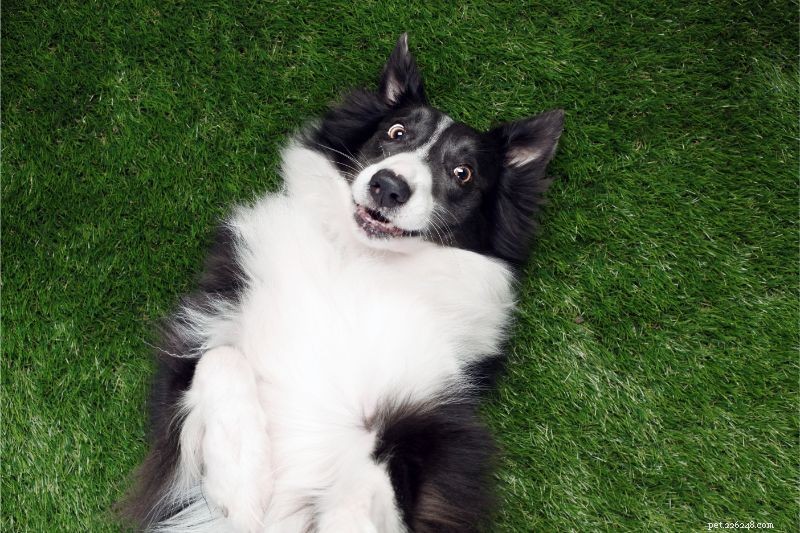 Exploring Common Odd Dog Behaviors and Their Possible Causes