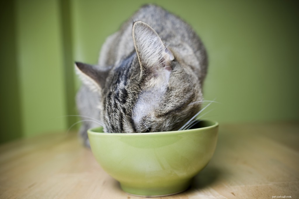 Animal Skin & Allergy Clinic s Expert-Selected Top 5 Veterinary Blogs of 2018