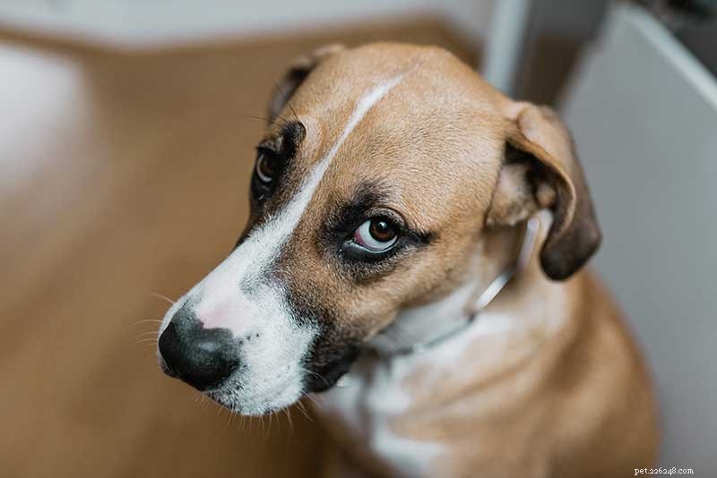 Debunking Pet Allergy Myths: Facts & Advice