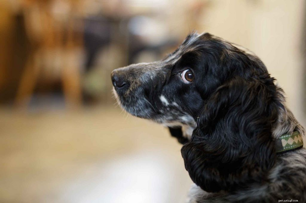 How Small Gestures Calm Pets in Veterinary Waiting Rooms