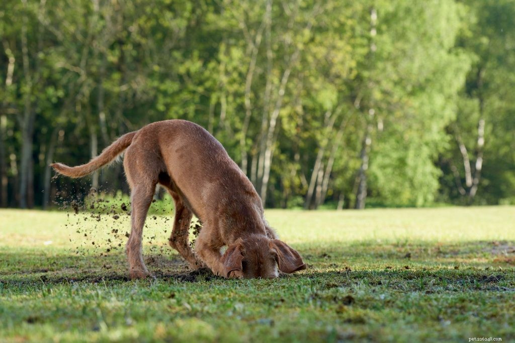 Spring Safety for Pets: Avoid Backyard Poisoning
