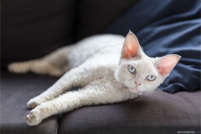 Autoimmune Diseases in Pets: Causes, Symptoms, and Treatment Options