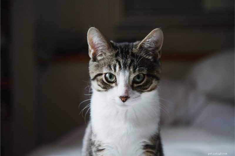 Identifying Pet Allergies: Key Symptoms and Expert Diagnosis