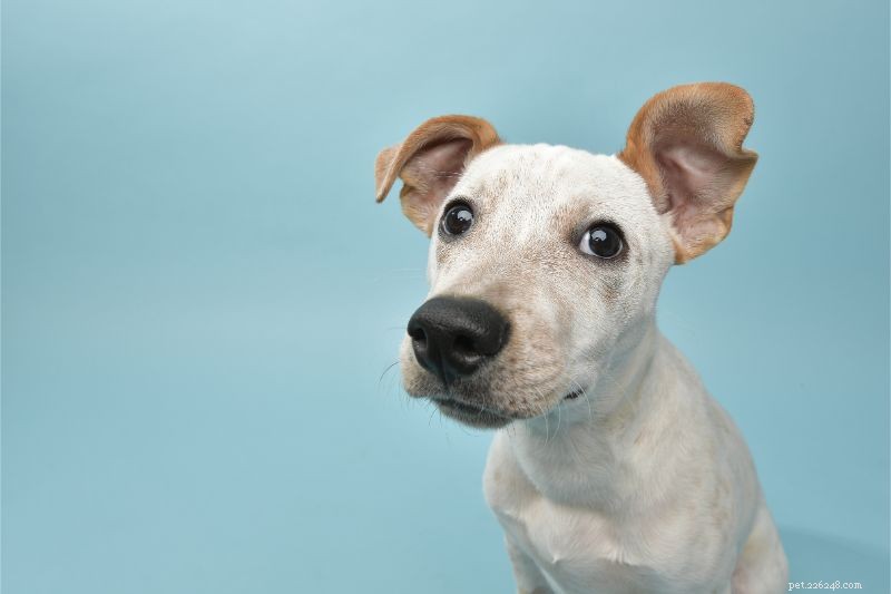 Pet Ear Care: A Professional Guide to Cleaning & Why It Matters