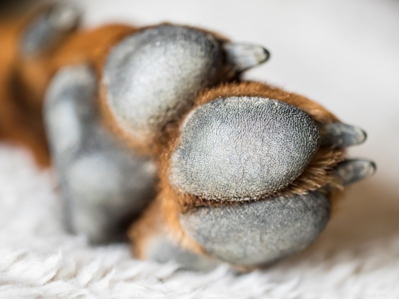 Preventing Paw Problems: A Guide to Healthy Pet Feet