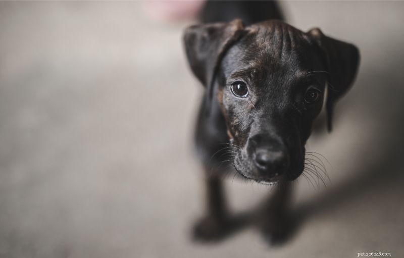 Steroids in Veterinary Care: When They’re Safe and When They’re Not