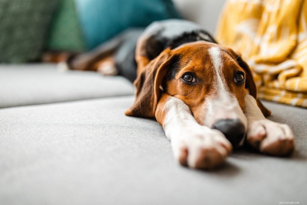 How to Recognize Pain in Your Pet: Expert Tips for Caregivers