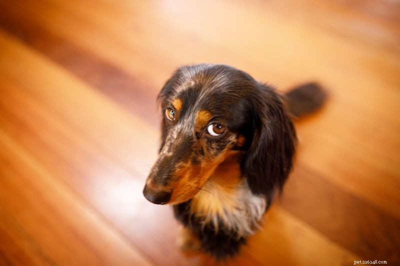 How to Tell Pet Poisoning from an Allergic Reaction: Quick Steps for Pet Owners