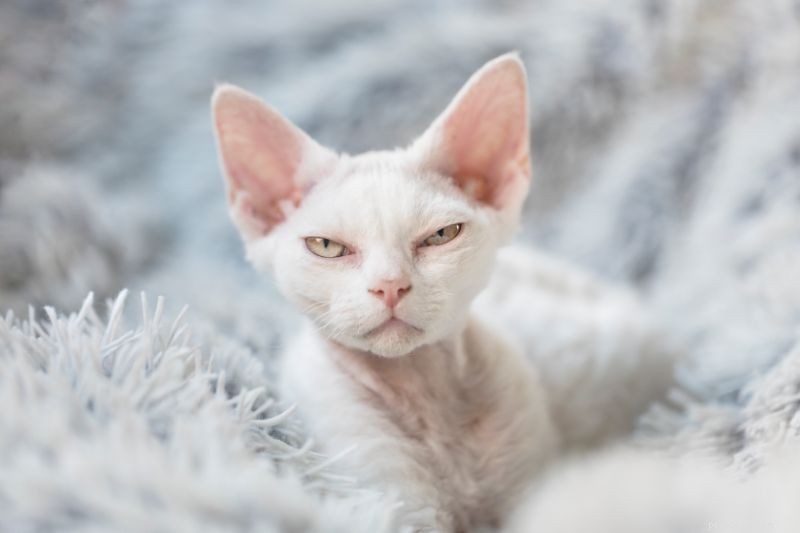 Common Ear Problems in Pets: Symptoms, Causes, and Treatment