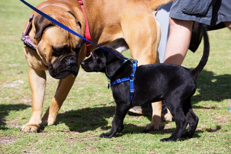 How to Seamlessly Welcome a New Pet into Your Family