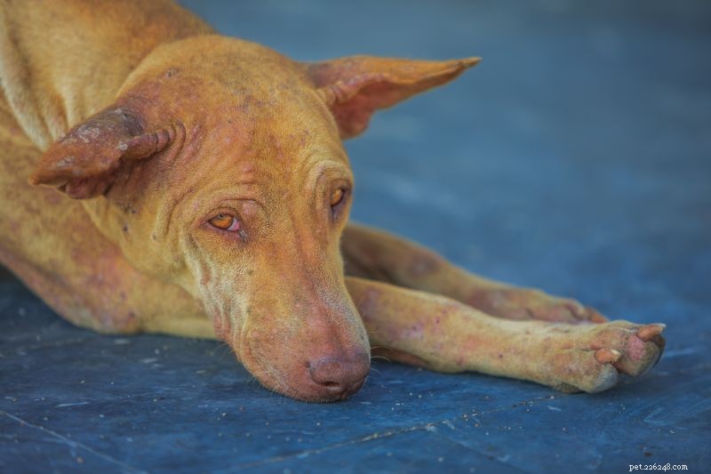 Dog Hyperpigmentation Explained: Causes, Signs, and Treatment