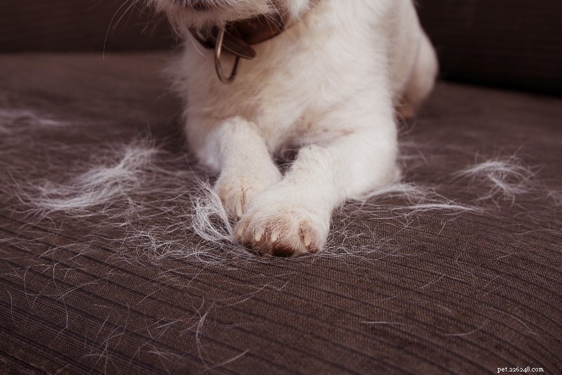 Expert Insights into Veterinary Dermatology: Caring for Your Pet s Skin Health